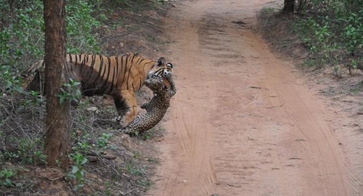 В Индии тигр загрыз леопарда на глазах у туристов