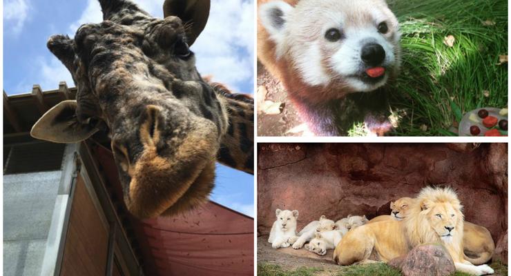Животные недели: любопытный жираф, львиная семья и панда-именинница