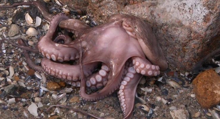 На одесском пляже обнаружили осьминога: фотофакт