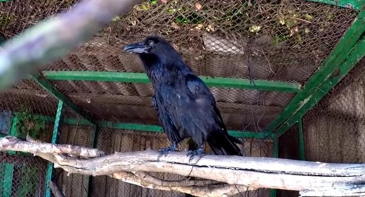 В харьковском зоопарке показали говорящего ворона