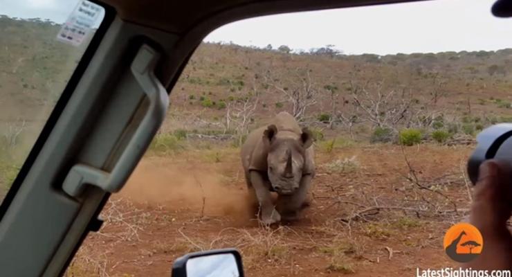 В ЮАР носорог напал на машину