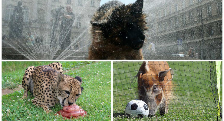Животные недели: собака-умывака, кабан-футболист и гепард с мороженым