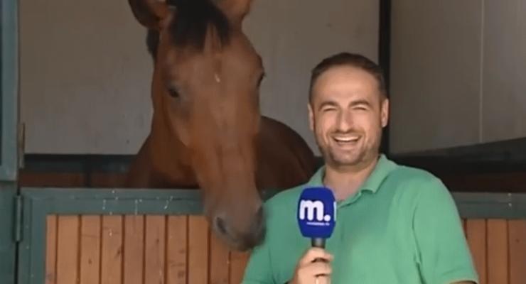 Конь в кадре: как животное мешало журналисту сюжет записывать