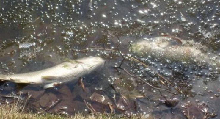 Экокатастрофа: В реке Остер почернела вода и вымирает рыба