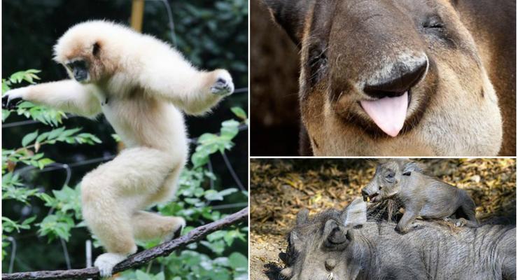 Животные недели: Кабанчики-бородавочники, примат-акробат и тапир-шутник