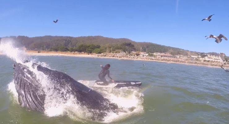 Серфингистка в Калифорнии столкнулась с китом