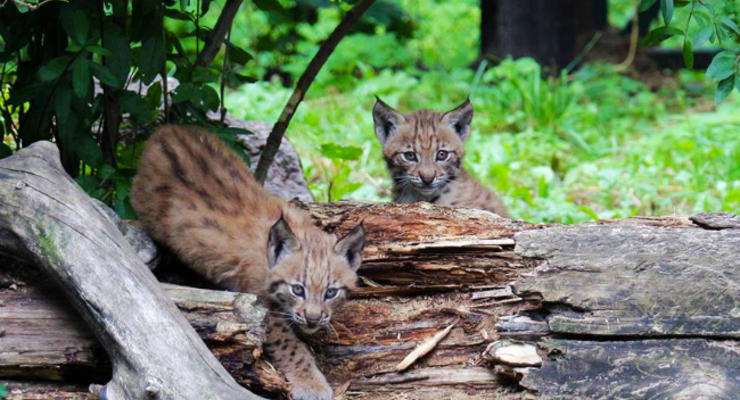 В Киевском зоопарке у карпатской рыси родились двое котят