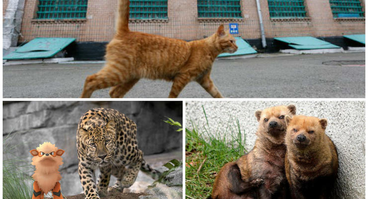 Животные недели: кустарниковая собака-подозревака, покемон в зоопарке и кошка в СИЗО