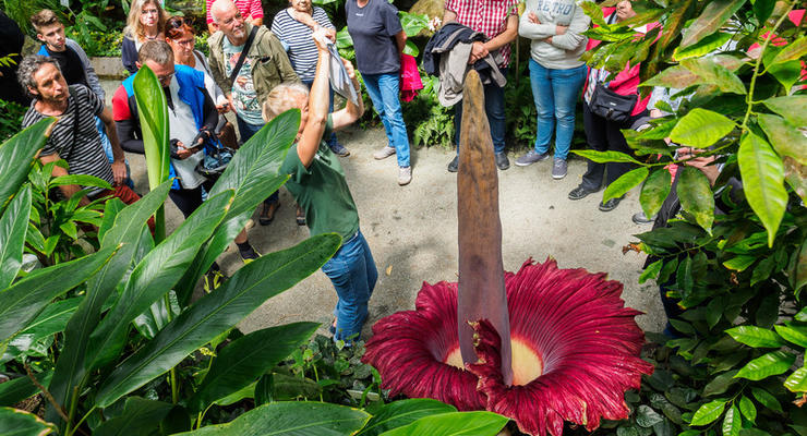 В Бельгии расцвел самый большой цветок в мире