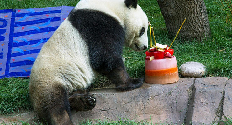 Животные недели: панда-именинник и поцелуи косуль