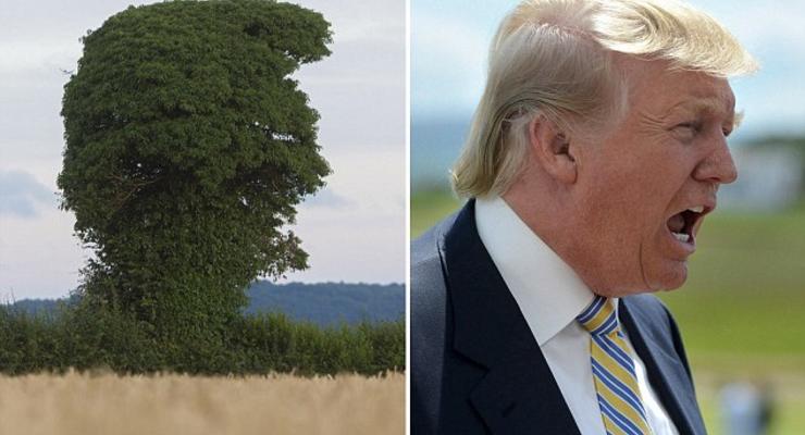 Дональд, это ты? В Британии нашли похожее на Трампа дерево