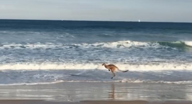 Пользователей сети повеселила утренняя пробежка кенгуру