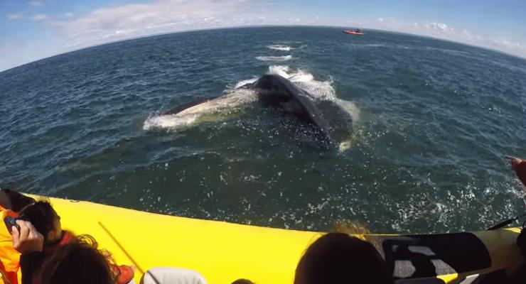 Проплывший под лодкой с туристами кит удивил пользователей сети