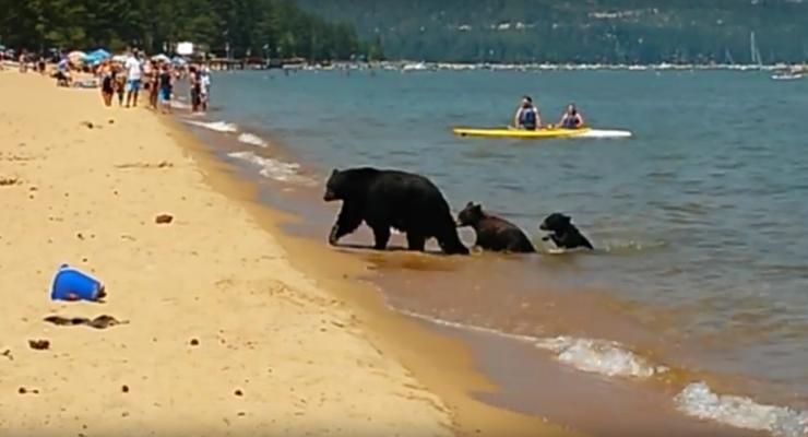 В США медведица с медвежатами вышла на людный пляж искупаться