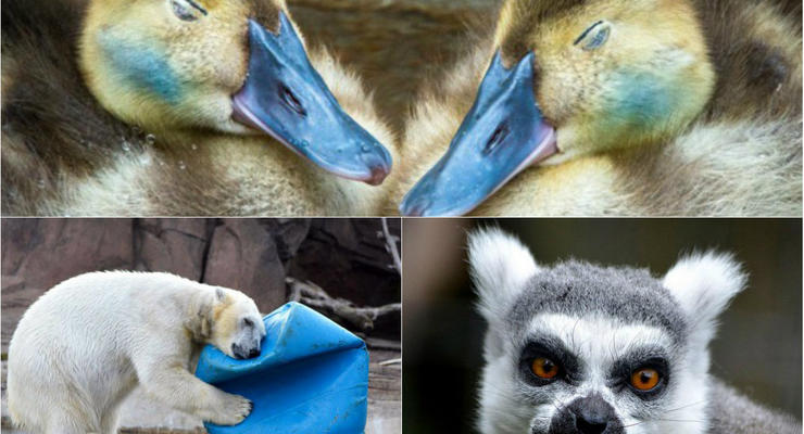Животные недели: Подушка для мишки, спящие утята и лемур-обжора