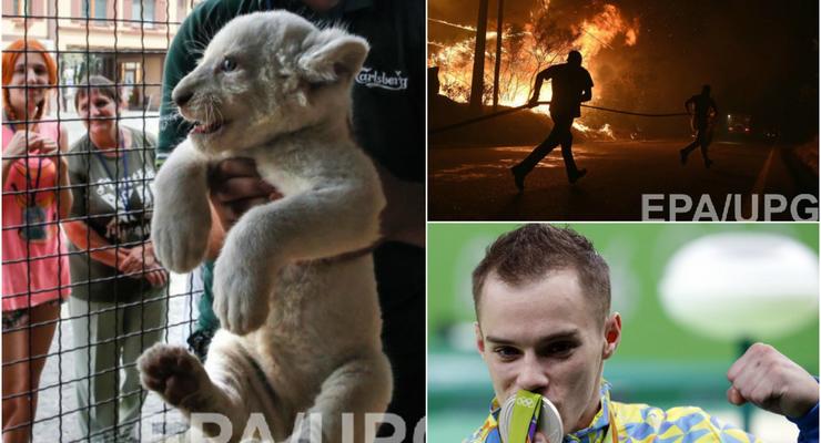 День в фото: Медаль украинского гимнаста, львенок в частном зоопарке и пожары в Португалии