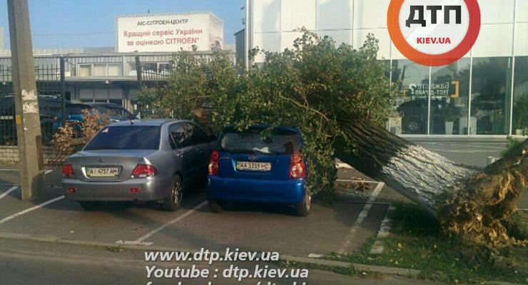 В Киеве на Оболони дерево раздавило автомобиль