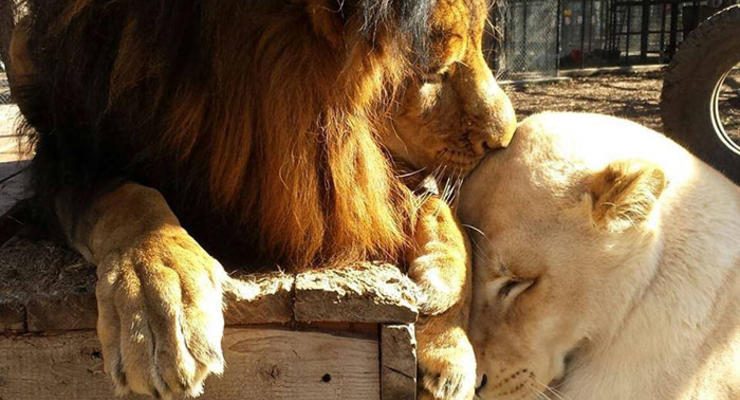 Исцеление любовью: История спасения двух львов