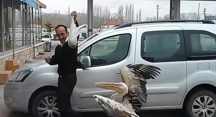Angry birds: В Стамбуле голодный пеликан устроил погоню за мужчиной
