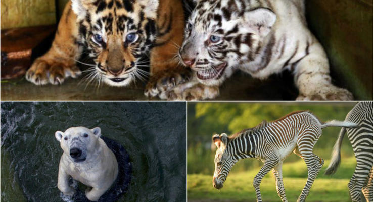 Животные недели: Полярный медведь, шипящие тигрята и зебренок-попрыгун
