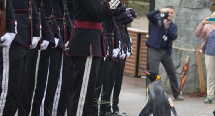 В Шотландии пингвину присвоили чин генерала Королевской гвардии