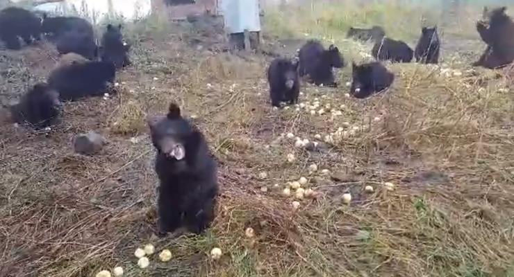 Жующие яблоки медведи стали звездами сети