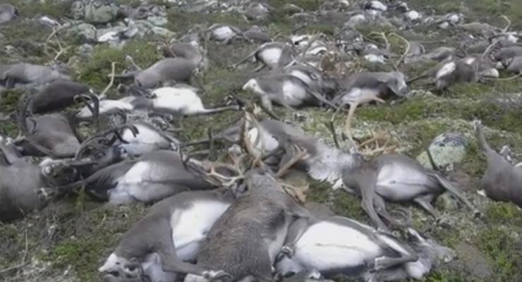 В норвежском парке загадочно погибли 323 оленя
