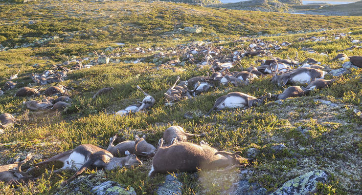 В Норвегии назвали причину одновременной гибели 323 оленей
