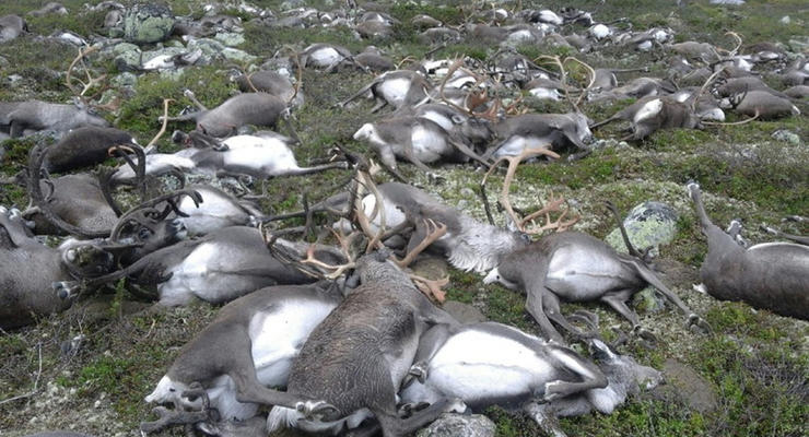 Массовая гибель оленей в Норвегии: почему это случилось