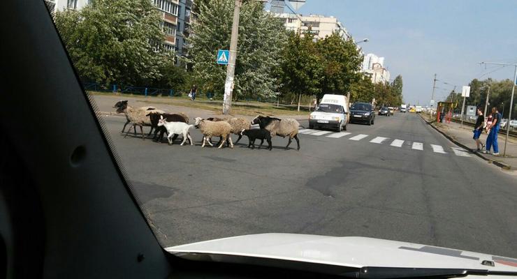 Шашлык сбежал: По Троещине в Киеве разгуливает стадо овец и коз
