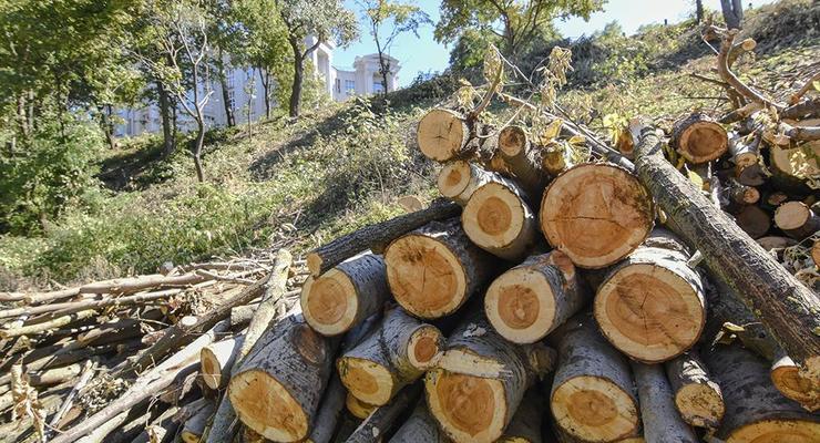 В районе Пейзажной аллеи в Киеве незаконно вырубили 160 деревьев