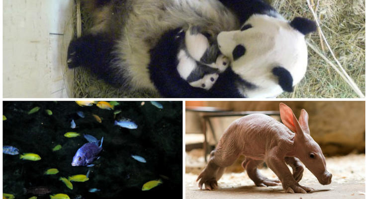 Животные недели: школа для рыбок, африканский трубкозуб и семья панд