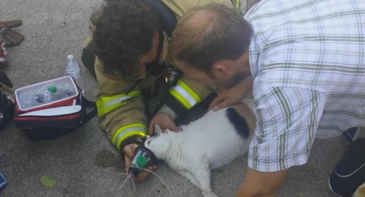 В США пожарные спасли кошку с помощью пожарной маски