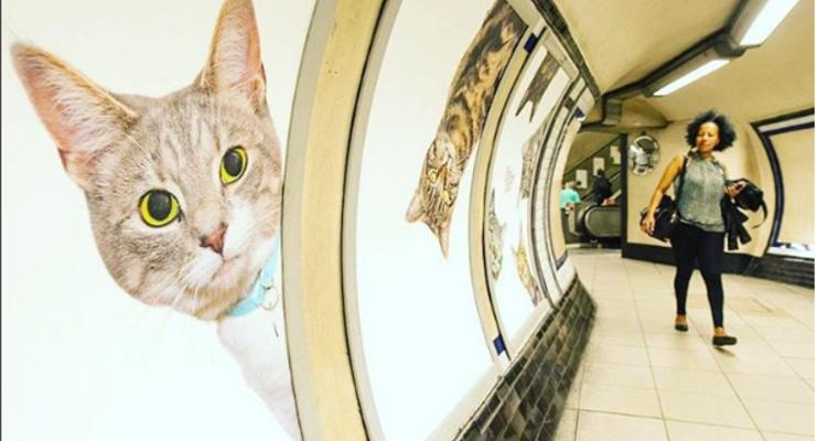 В лондонском метро рекламные постеры заменили портретами котов