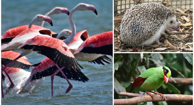 Животные недели: Стаи фламинго, африканский ежик и яванская зеленая сорока