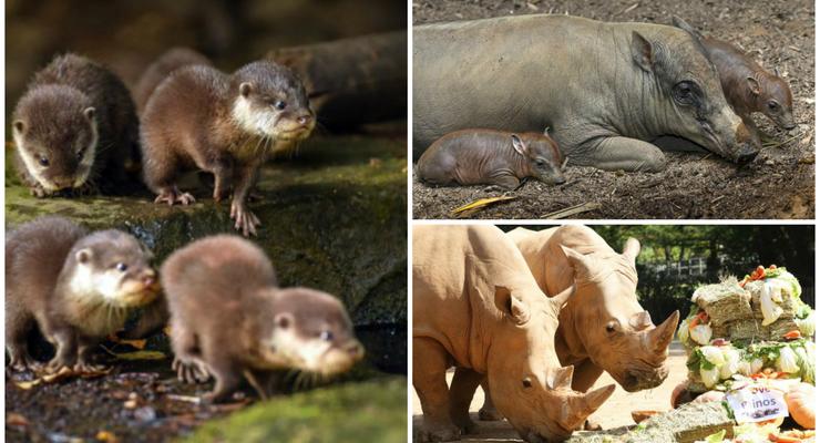 Животные недели: Детеныши выдры, поросятки бабируса и носороги-именинники
