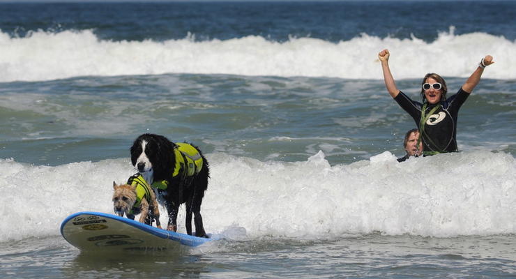 В Калифорнии собак учили серфингу