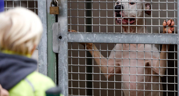 В Монреале запретили бойцовских собак