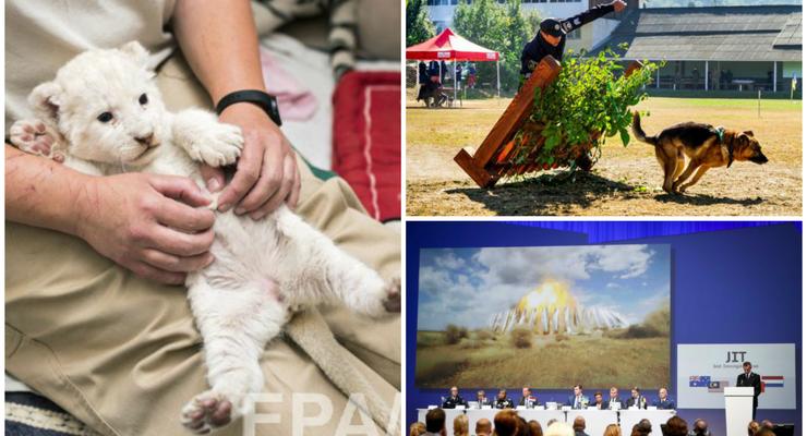 День в фото: расследование MH17, чемпионат кинологов и пятинедельный львенок