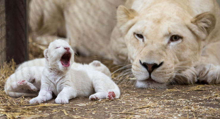 В Лейпциге из зоопарка сбежали львы: одного из них застрелили