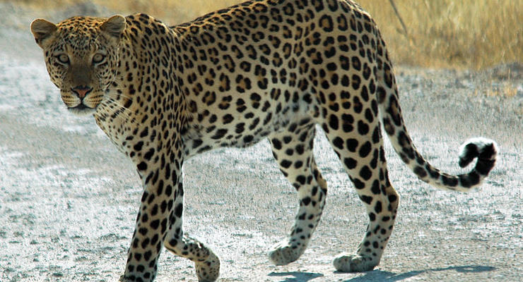 Из частного зоопарка в Мариуполе сбежал леопард - СМИ