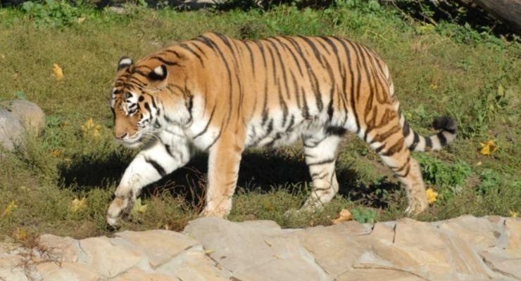 По улицам российского города разгуливал амурский тигр
