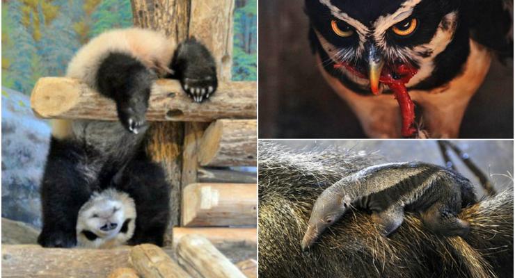 Животные недели: младенец гигантского муравьеда, гибкая панда и кровожадная сова