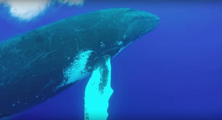 Редкий момент: дайверы сняли на видео прыжок горбатого кита