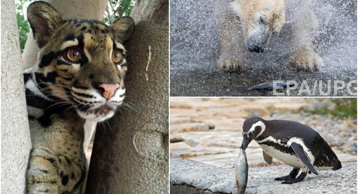 Животные недели: Завтрак пингвинов, добыча белого медведя и голодный тигренок