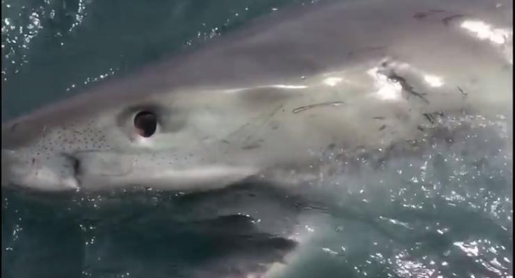 В Австралии рыбак отогнал акулу шваброй