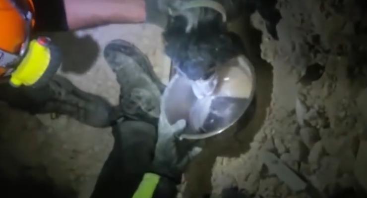 В Италии из-под завалов после землетрясения достали пса