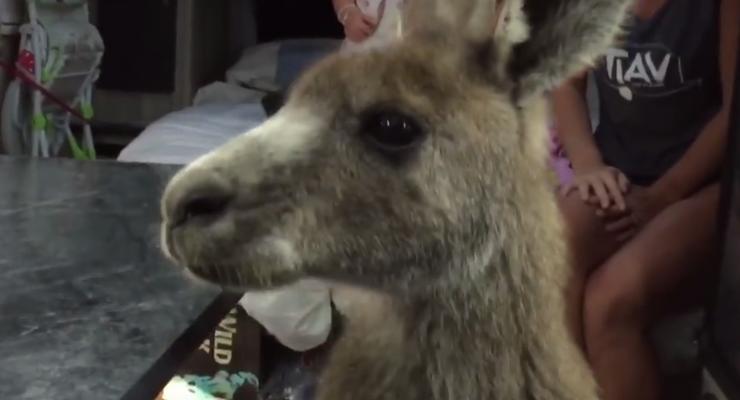 Австралиец еле выгнал кенгуру из своего фургона