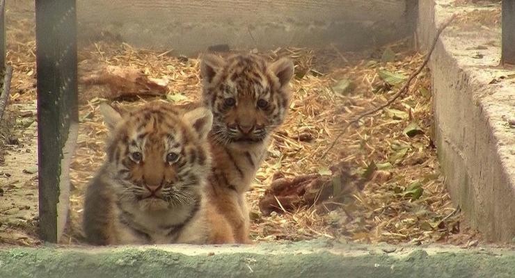 В Одесском зоопарке показали первую прогулку амурских тигрят