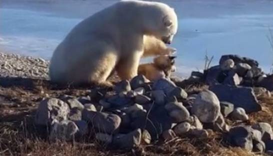 Невиданная нежность: в Сети показали белого медведя, который гладит собаку